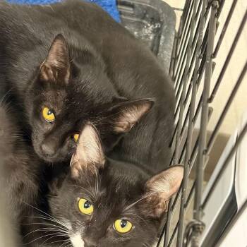 Winnie -  Domestic Short Hair Cat for Adoption in San Antonio, Texas - Winnie | PetCurious