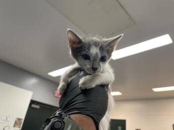 A1934694 -  Domestic Short Hair Cat for Adoption in Thousand Palms, California - A1934694 | PetCurious
