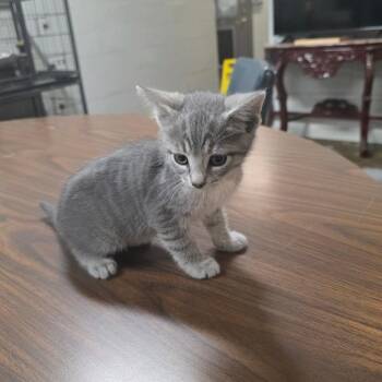 Shamika -  Domestic Short Hair Cat Available for Adoption in Clanton, Alabama - Shamika | PetCurious