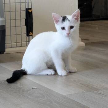 Starlight - female kitten -  Domestic Short Hair Cat for Adoption in Los Altos, California - Starlight - Female Kitten | PetCurious