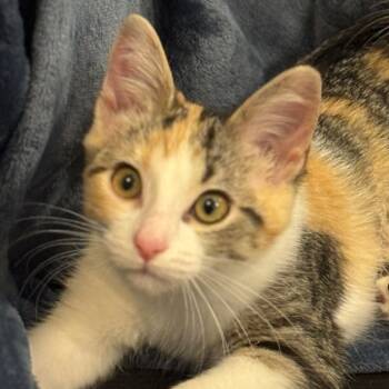 Rescue Domestic Short Hair Cats for Adoption in Portage, Michigan - Andarna | PetCurious