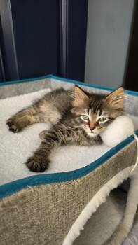Camille -  Domestic Long Hair Cat for Adoption - Camille | PetCurious