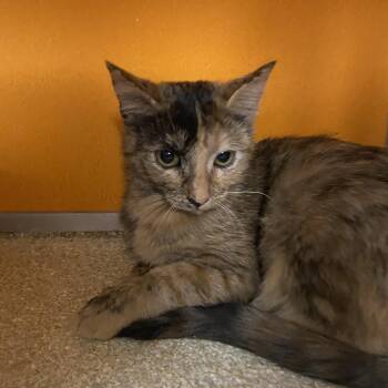 Rescue Domestic Short Hair Cats for Adoption in Elyria, Ohio - Phobe | PetCurious