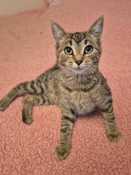 Sushi (bonded with Ice Cream) -  Domestic Short Hair Cat for Adoption in Pickering, Ontario - Sushi (bonded With Ice Cream) | PetCurious