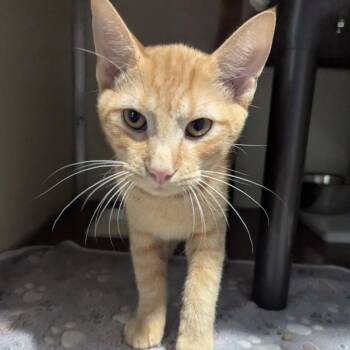 Teddy -  Domestic Short Hair Cat for Adoption in Jeffersonville, Indiana - Teddy | PetCurious