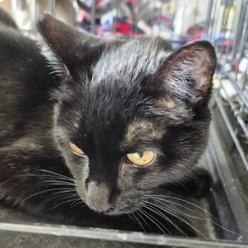 Sabrina -  Domestic Short Hair Cat for Adoption in Eugene, Oregon - Sabrina | PetCurious