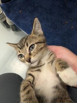 GUY HARVEY -  Domestic Short Hair Cat for Adoption in Ocala, Florida - GUY HARVEY | PetCurious