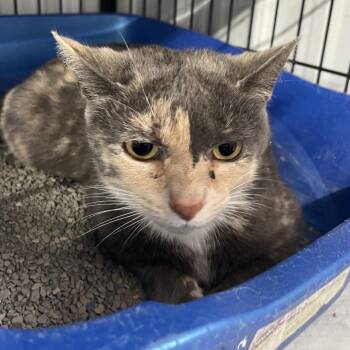 Domestic Short Hair Cats Available for Adoption - Big Debra | PetCurious