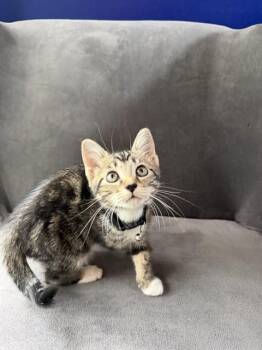 ISABELA -  Domestic Short Hair Cat for Adoption in Tallahassee, Florida - ISABELA | PetCurious