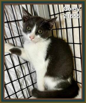 COLBY (see also BRIE and siblings) -  Domestic Short Hair Cat for Adoption in Marietta, Georgia - COLBY (see Also BRIE And Siblings) | PetCurious