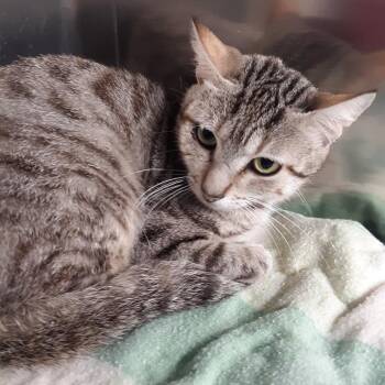 Emma -  Domestic Short Hair Cat for Adoption in Spokane, Washington - Emma | PetCurious