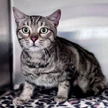 Domestic Short Hair Cats Available for Adoption in New York, New York - Brandon | PetCurious