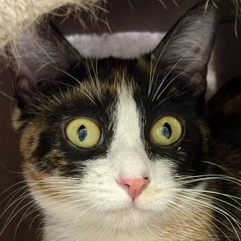 Domestic Short Hair Cats Available for Adoption in Murray, Utah - Millie | PetCurious