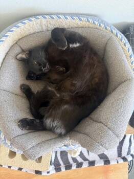 Domestic Short Hair Cats Available for Adoption in Ferndale, Michigan - Mus Mus | PetCurious