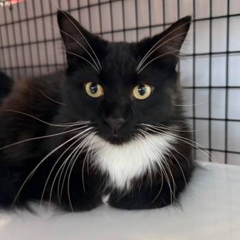 Chips -  Domestic Medium Hair Cat for Adoption in Sarasota, Florida - Chips | PetCurious