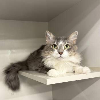 Rescue Domestic Long Hair Cats for Adoption in Antioch, California - Freya | PetCurious