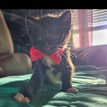 Sully -  Domestic Short Hair Cat for Adoption in Ashland, Oregon - Sully | PetCurious