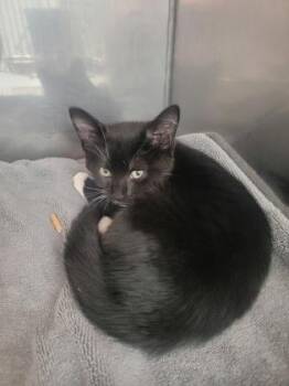 Lipstick -  Domestic Short Hair Cat for Adoption in Fishers, Indiana - Lipstick | PetCurious