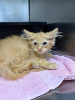 Garth Brooks -  Domestic Medium Hair Cat for Adoption in Saint Charles, Missouri - Garth Brooks | PetCurious