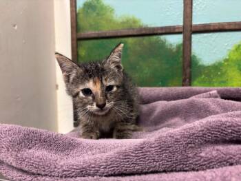 TIARA -  Domestic Short Hair Cat for Adoption in Houston, Texas - TIARA | PetCurious
