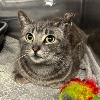 Domestic Short Hair Cats Available for Adoption - Candyland | PetCurious