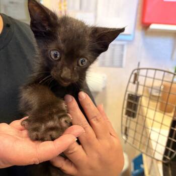 Nelson -  Domestic Short Hair Cat for Adoption in Carencro, Louisiana - Nelson | PetCurious