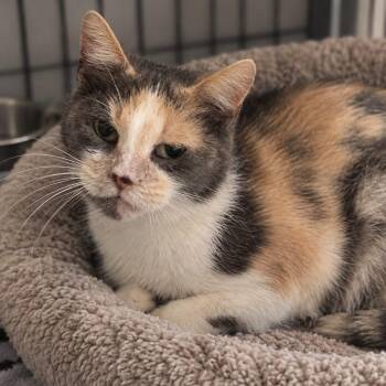 Kaia -  Domestic Short Hair Cat for Adoption in Effingham, Illinois - Kaia | PetCurious