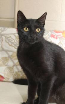 Rescue Domestic Short Hair Cats for Adoption in Wyandotte, Michigan - SALLY (fearless Girl) | PetCurious