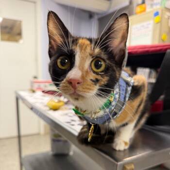 Delphi -  Domestic Short Hair Cat for Adoption in Falls Church, Virginia - Delphi | PetCurious