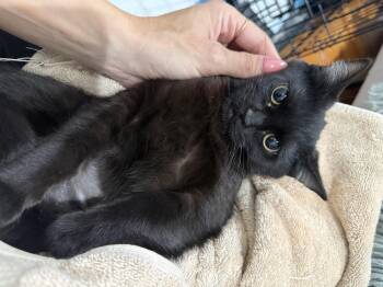 Domestic Short Hair Cats Available for Adoption - Reverse | PetCurious