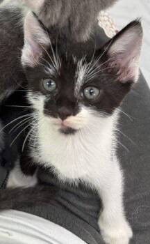 Albus -  Domestic Short Hair Cat for Adoption in Raleigh, North Carolina - Albus | PetCurious