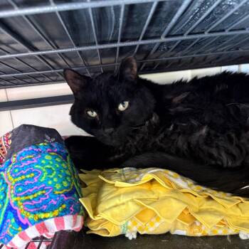 Lucky -  Domestic Short Hair Cat for Adoption in Grantsville, Utah - Lucky | PetCurious