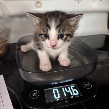 Christobal Bacardi GHA1_2 -  Domestic Short Hair Cat for Adoption in Columbia, Missouri - Christobal Bacardi GHA1_2 | PetCurious