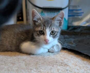 Salmon -  Tabby Cat for Adoption in Albuquerque, New Mexico - Salmon | PetCurious