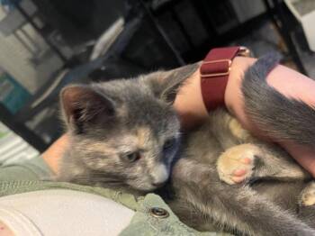 Abigail -  Domestic Short Hair Cat for Adoption in San Antonio, Texas - Abigail | PetCurious