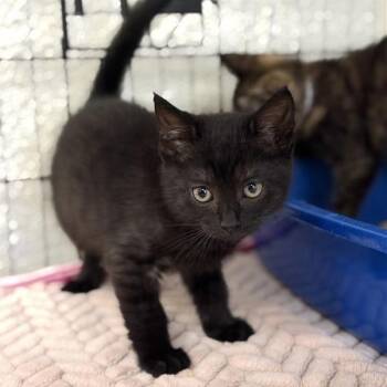 Domestic Short Hair Cats Available for Adoption in Long Beach, California - Neutron | PetCurious