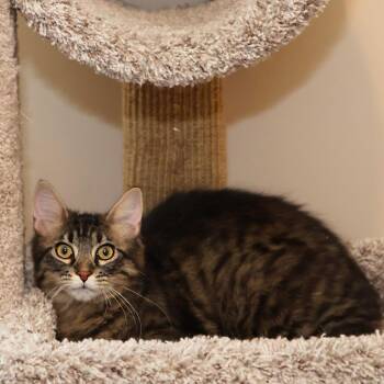 Domestic Long Hair Cats Available for Adoption in Fairway, Kansas - Taffy | PetCurious