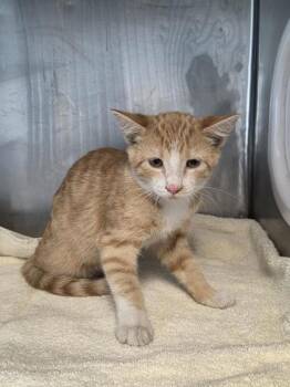 Maggie -  Domestic Short Hair Cat for Adoption in El Paso, Texas - Maggie | PetCurious
