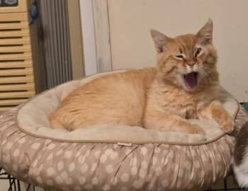 Pretzel Muffin -  Domestic Short Hair Cat for Adoption in Lincoln, California - Pretzel Muffin | PetCurious