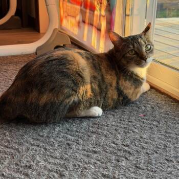 Domestic Short Hair Cats Available for Adoption in Rochester, Minnesota - Angel | PetCurious