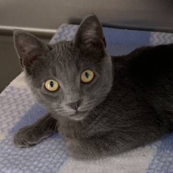 Rescue Domestic Short Hair Cats for Adoption in Washburn, Missouri - Megatron | PetCurious