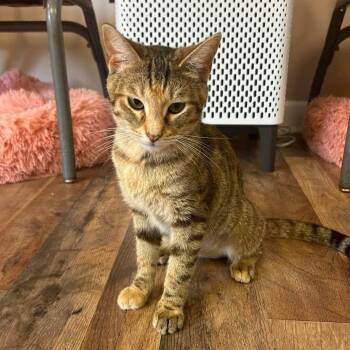 Pippa -  Domestic Short Hair Cat for Adoption in Philadelphia, Pennsylvania - Pippa | PetCurious