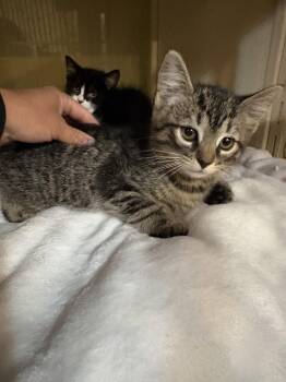 Domestic Short Hair and Tabby Cats Available for Adoption in Yardley, Pennsylvania - Storm | PetCurious