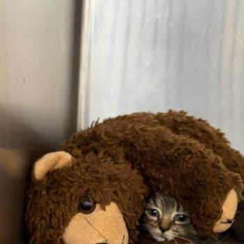 Catillac -  Domestic Short Hair and Tabby Cat for Adoption in Petersburg, Illinois - Catillac | PetCurious