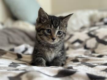 Domestic Short Hair Cats Available for Adoption in Bethel Park, Pennsylvania - Gumdrop | PetCurious