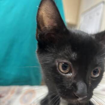 Riju -  Domestic Short Hair Cat for Adoption in Lakeland, Florida - Riju | PetCurious
