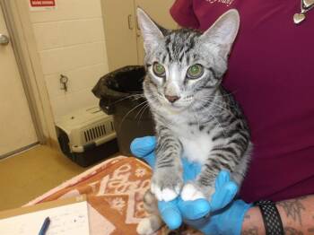 SULTAN -  Domestic Short Hair Cat for Adoption in Santa Rosa, California - SULTAN | PetCurious