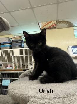 Uriah -  Domestic Short Hair Cat for Adoption in Ulster, Pennsylvania - Uriah | PetCurious