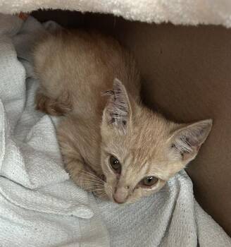 Rescue Domestic Short Hair Cats for Adoption in Dallas, Texas - MUNE | PetCurious