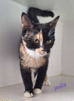 Molly -  Calico Cat for Adoption in Stanton, Kentucky - Molly | PetCurious
